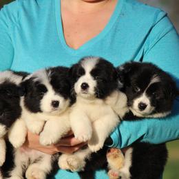 Border Collie Puppies from Kagee Border Collies