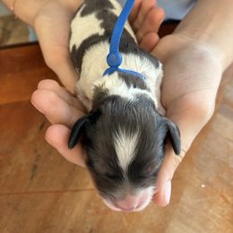 Thursday - Black white and tan male Cockapoo puppy in Adrian, Oregon from ApplebyFarm