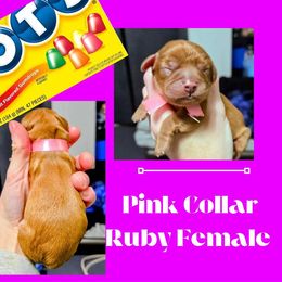 Dotty - Ruby female Cavalier King Charles Spaniel puppy in Willmar, Minnesota from Starlite Cavaliers