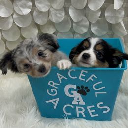 Miniature Australian Shepherd and Toy Australian Shepherd Puppies from Graceful Acres