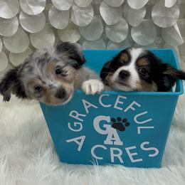Miniature Australian Shepherd and Toy Australian Shepherd Puppies from Graceful Acres