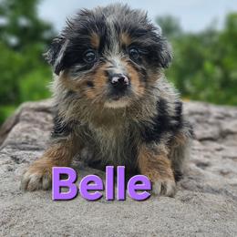 Belle - Blue merle female Australian Shepherd puppy in Trout Run, Pennsylvania from Rose Valley Aussies