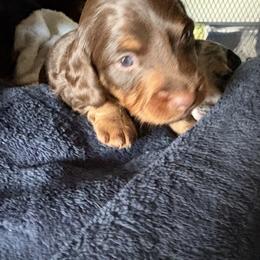 Cree - Chocolate and tan male Dachshund puppy in Channahon, Illinois from Lord Frank’s Mini Weeniers