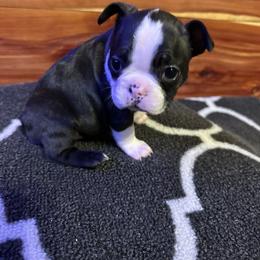 Boston Terrier Puppies from Goshorn Family Bostons and Frenchtons