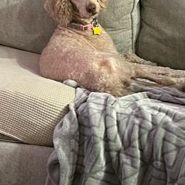 Goldendoodle All Grown Up from Perfect Fit Poodles & Doodles