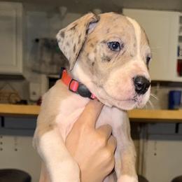 Pink collar - Mantle merle female Great Dane puppy in Loris, South Carolina from Days Danes