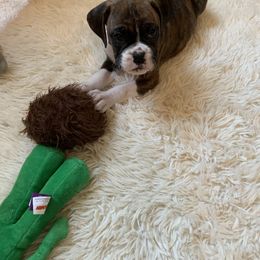 Boxer Puppies from Georgia Boxer Puppies