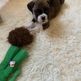 Boxer Puppies from Georgia Boxer Puppies
