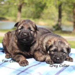 Second pick boy - Sable male German Shepherd puppy in Elkmont, Alabama from Oakmont Shepherds