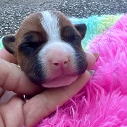 Martin - Red male American Staffordshire Terrier puppy in Marietta, Georgia from Ambition Amstaffs