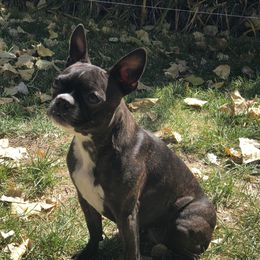 Kenzi - Boston Terrier