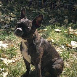 Kenzi - Boston Terrier
