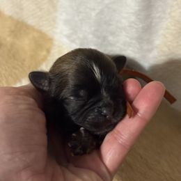 Orange - Black gold and white male Shihpoo puppy in Walterboro, South Carolina from Puddlejumpers