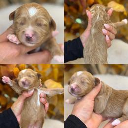 Martini girl - Red  female Goldendoodle puppy in Yuciapa, California from AlltheDoodlez_