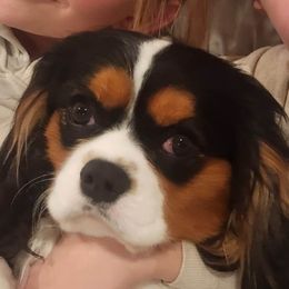 Sadriel - Cavalier King Charles Spaniel