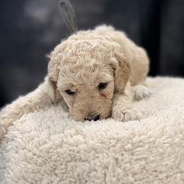 Walt Disney - Cream male Goldendoodle puppy in Houston, Texas from Were The Mack'Doodles