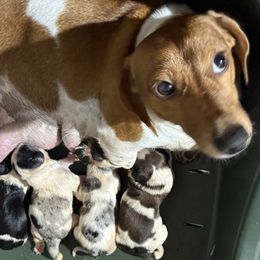 Fe Fe - Dachshund