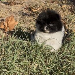 Pomeranian Puppies from Cascade Pomeranians