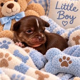 Ruger - Chocolate and white male Chihuahua puppy in Fallon, Nevada from Blue Chihuahuas of Nevada