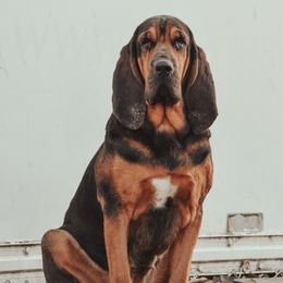 Bloodhounds from Frontier Hounds