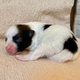 Rey - Black parti female Pomeranian puppy in New Plymouth, Idaho from Pawdawan Poms