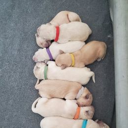 Golden Retriever Puppies from Lakeside Goldens