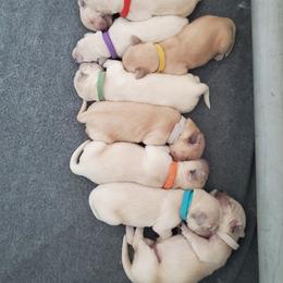 Golden Retriever Puppies from Lakeside Goldens