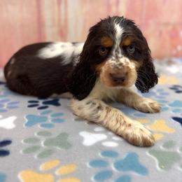 Gary - Liver white and tan male English Springer Spaniel puppy in Rogers, Ohio from StoneyBrook Setters