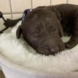 Goldendoodle Puppies from Sturgeon River Doodles