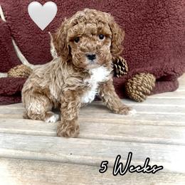 River - Red  male Goldendoodle puppy in Runaway Bay, Texas from Green Ranch Doodles