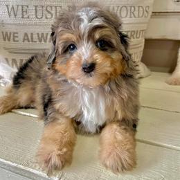 Aussiedoodle and Miniature Schnauzer Puppies from Southern Paws Kennels