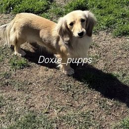 Hali - Cream female Dachshund puppy in Perris, California from Doxie_pupps