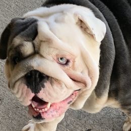 Cipollone - Bulldog