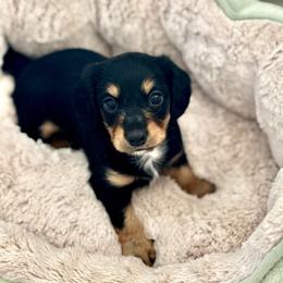 Black and Tan Female - Black and tan female Dachshund puppy in Fitzgerald, Georgia from Brooke Haven Dachshunds