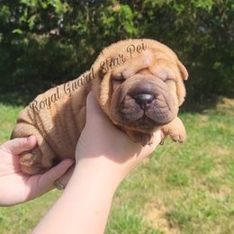 Buoy - Fawn male Chinese Shar-Pei puppy in Columbus, Indiana from Royal Guard Shar Pei
