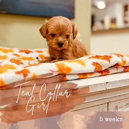 Teal girl - Apricot female Goldendoodle puppy in Dupont, Washington from Willow Tree Doodles