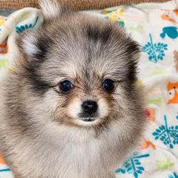 Melian - Blue merle female Pomeranian puppy in Boca Raton, Florida from Poms of The Shire