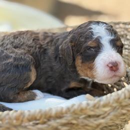 Nutella - Tri-color male Bernedoodle puppy in Temecula, California from Country Hills Doodles