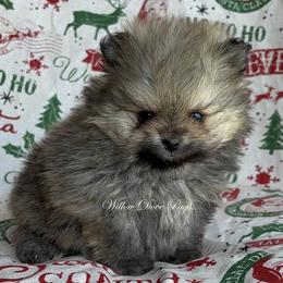 TINY Daisy - Orange sable female Pomeranian puppy in Coram, New York from Willow Dove Pugs