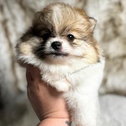 Hartley - Cream sable parti female Pomeranian puppy in Richmond, Kentucky from Pixie Dust Pomeranians