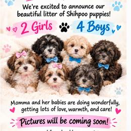 Girl 1 - Brindle and white female Shihpoo puppy in Eldon, Missouri from B&B Designer Shihpoo’s