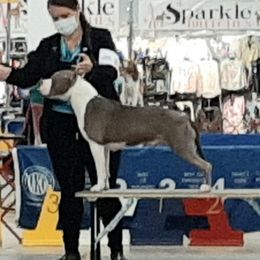 Rorie  - American Staffordshire Terrier