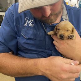 Labrador Retriever Puppies from CapeWest R&T