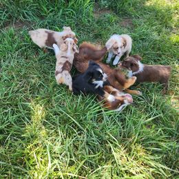 Miniature American Shepherd Puppies from Skillet Creek Farm Aussies