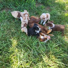 Miniature American Shepherd Puppies from Skillet Creek Farm Aussies