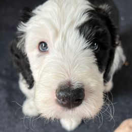 Sheepadoodle Puppies from Life Unleashed Farm