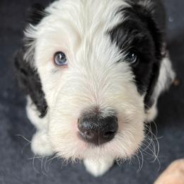 Sheepadoodle Puppies from Life Unleashed Farm