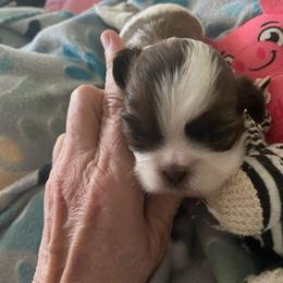 Boy 2 - Brindle male Shih Tzu puppy in Lebanon, Tennessee from Jan’s Shihtzus