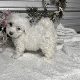 Labrador Retriever, Poodle, Shih Tzu, and Yorkshire Terrier Puppies from Silver Bells Paw Prints