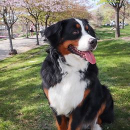 Bernese Mountain Dogs from Rebel Mountain Bernese